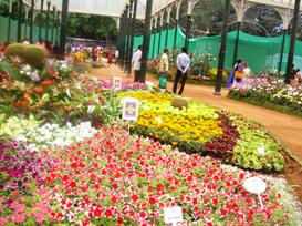 lalbagh flower show