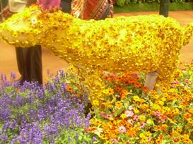 lalbagh flower show