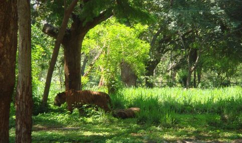 Bannerghatta National Park